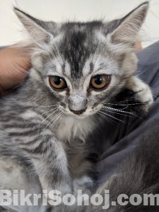 Persian kitten Male  (Maine Coon)